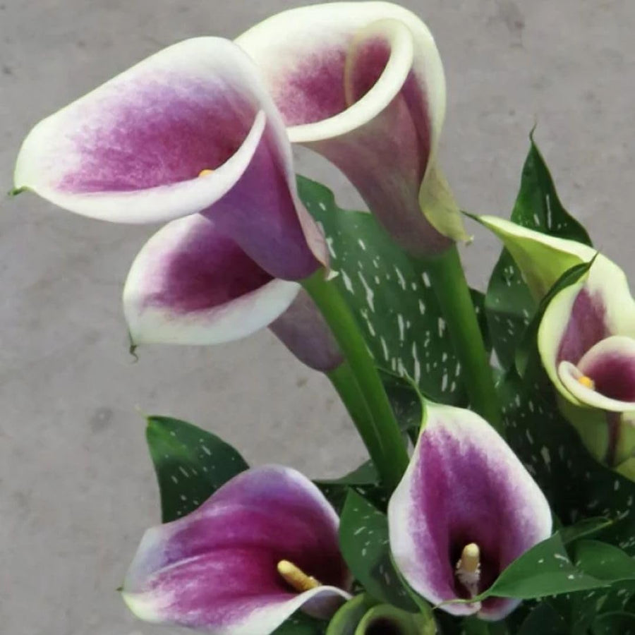 Set 3 White Purple Calla Lily Bulbs for Outdoor Planting, Ornamental Flowers for Patio Pots, Landscape Borders and Garden, Flower Bulbs for Growing
