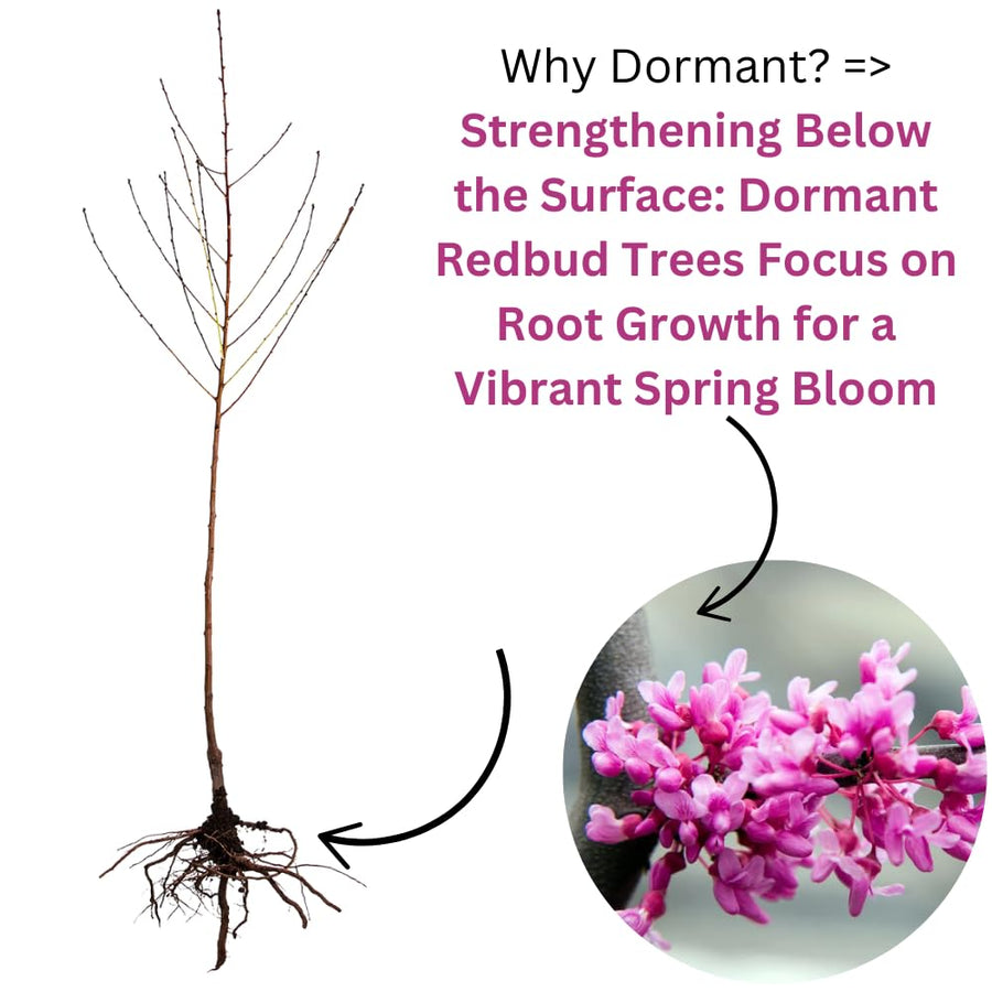 Eastern Redbud Tree Live Plants Seedling Dormant, 8 to 12 Inches Tall Red Bud Trees Live Plants, Redbud Tree for Planting, Bud Break