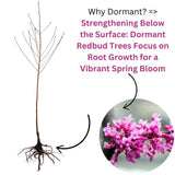 2 Purple Pink Redbud Trees Live Plants 6-12" Tall, Dormant, No Leaf, No Pot, Redbud Plants Live Trees Outside, Cold Hardy, Early Spring Blooms, Bare Roots