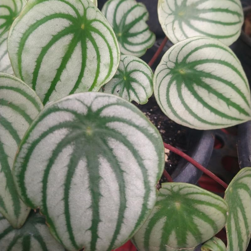 Watermelon Peperomia Plant in 4 Inch Pot, Live Peperomia Plant Potted for Home, Office, Live Indoor Houseplant