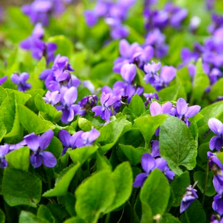 12 Common Blue Violet Live Plants, Viola Sororia Blue Purple Color for Growing, Ground Cover Plants, Bare Roots
