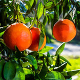 Blood Orange Tree Live Plant, 3 Feet Tall Grafted Citrus Tree, Sweet Red Orange Fruit Tree for Outdoor Planting