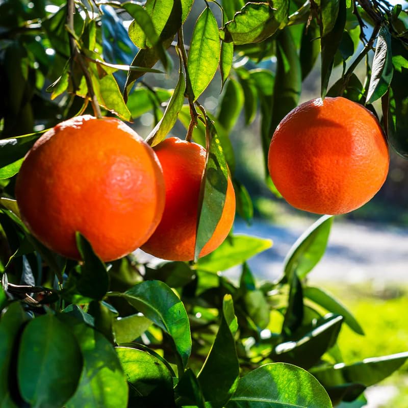 Blood Orange Tree Live Plant, 3 Feet Tall Grafted Citrus Tree, Sweet Red Orange Fruit Tree for Outdoor Planting