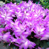 2 Christmas Cactus Plants Live, Holiday Blooming Indoor Plants Live Houseplants, Hanging Baskets Easy Care, Well-Rooted 5-8" Tall, No Pot, Bareroots, Single Stems (Purple Christmas Cactus)