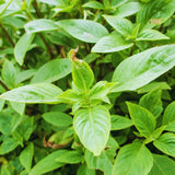 12 Plants of Basil Plants, Live Basil Plants for Garden Indoors Outdoors, 5-6'' Tall Size Plant