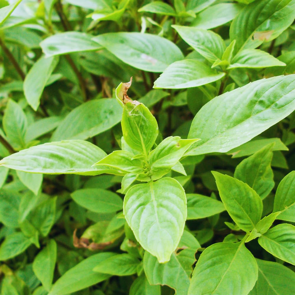 12 Plants of Basil Plants, Live Basil Plants for Growing Indoors Outdoors, 5-6'' Long Size Plant, Ready to Plant