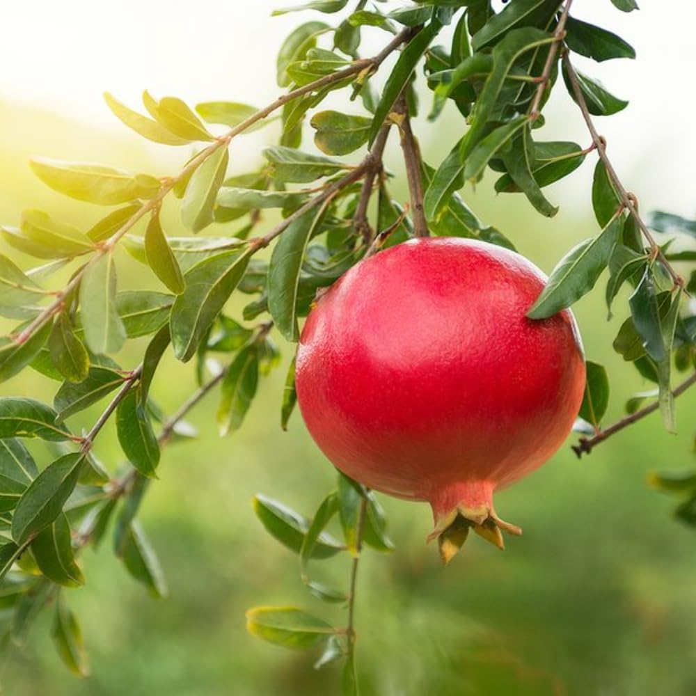 Dwarf Pomegranate Tree Live Plant, 12-16" Tall, Half Gallon Pot, Red Pomegranate Plant Live, Sweet Pomegranate Fruit Tree