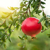 Dwarf Pomegranate Tree Live Plant, 12-16" Tall, Half Gallon Pot, Red Pomegranate Plant Live, Sweet Pomegranate Fruit Tree
