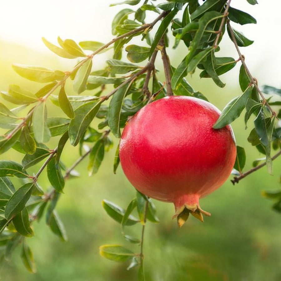 Dwarf Pomegranate Tree Live Plant, 12-16" Tall, Half Gallon Pot, Red Pomegranate Plant Live, Sweet Pomegranate Fruit Tree