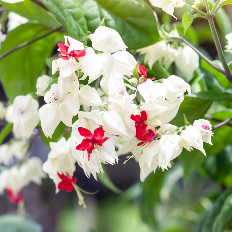 Set 2 Bleeding Heart Vine 5-9 Inc Tall, Clerodendrum Bleeding Heart Plants Live for Planting, Bleeding Heart Flowers (Red Purple Bleeding Heart Vine)