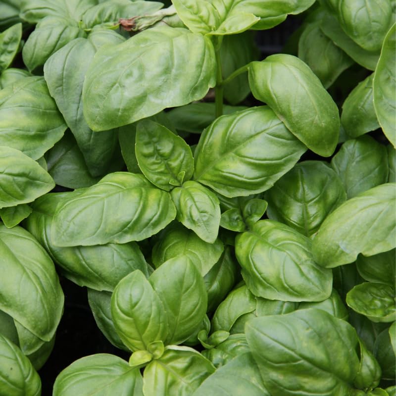 Sweet Basil Plant in 3 Inch Pot, Fragrant Leaves Herb Basil Plant Live Potted, for Planting in Containers, Gardens