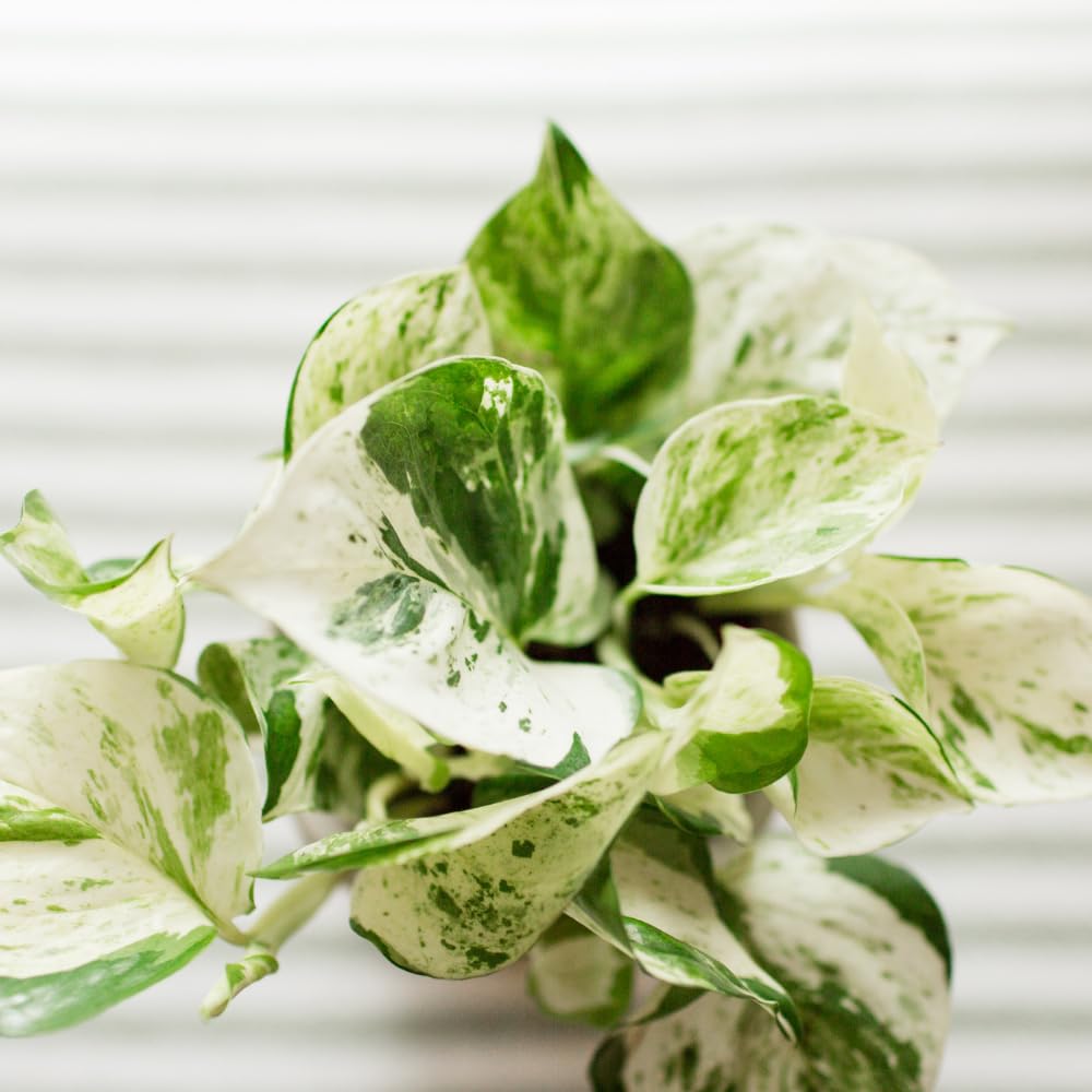 Set 2 of Pothos Plants Live, Pothos Vine Live Plants, Indoor House Plant Garden, 3 to 5 Inc in Height