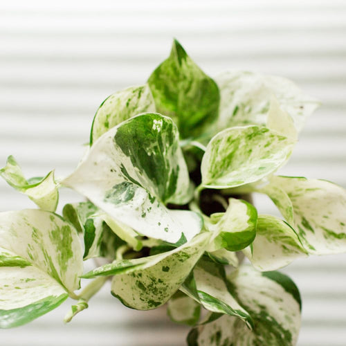 Set 2 of Pothos Plants Live, Pothos Vine Live Plants, Indoor House Plant Garden, 3 to 5 Inc in Height