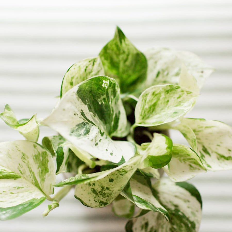Set 2 of Pothos Plants Live, Pothos Vine Live Plants, Indoor House Plant Garden, 3 to 5 Inc in Height