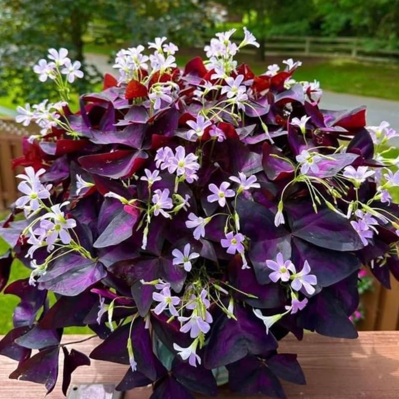 Purple Oxalis Triangularis Plant Live, 5-8 Inch Tall Purple Shamrock Houseplant, Indoor Decorative Foliage Plant, No Pot
