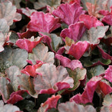 3 Coral Bells Heuchera Perenial Live Plants, Deep Purple to Pink Red Seasonal Leaves Color Change, Well-Rooted 5-9 Inc Tall, No Pot
