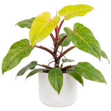 Set of 2 Live Green Yellow Philodendron Plants in 4 Inch Pots, Tropical Indoor Houseplants with Variegated Foliage, Ready to Grow