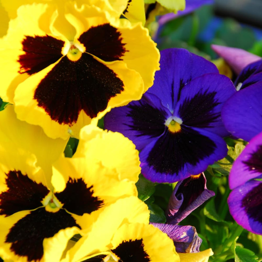 3 Assorted Pansies Plants Live Potted, Pansy Plants Live, 4 to 6 Inc Tall Flower Gardening Indoor Outdoor
