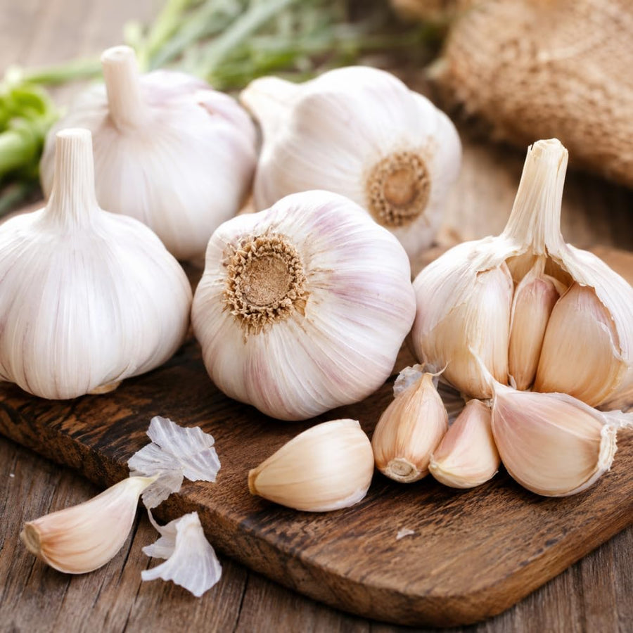 4 Large Solfneck Garlic Bulbs for Planting, Garlic for Planting, High-Yield Hardy Garlic for Garden