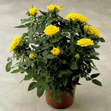 Yellow Miniature Rose Plant Live, Vibrant Flowering Rose Bush for Growing Indoor Outdoors, Starter Roses in 3'' Pot