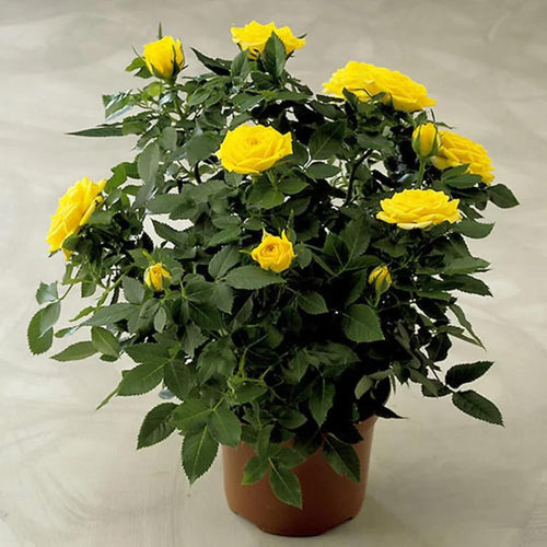 Yellow Miniature Rose Plant Live, Vibrant Flowering Rose Bush for Growing Indoor Outdoors, Starter Roses in 3'' Pot