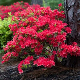 Red Azalea Plant in 4 Inch Pot, 8-10 Inch Tall, Azalea Bush Rhododendron Like Flowering Shrub with Vibrant Spring Blooms for Garden and Containers