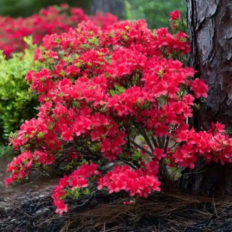 Red Azalea Plant in 4 Inch Pot, 8-10 Inch Tall, Azalea Bush Rhododendron Like Flowering Shrub with Vibrant Spring Blooms for Garden and Containers