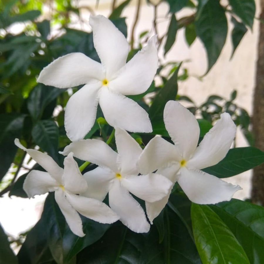Crepe Jasmine Live Plant, Fragrant Climbing Jasmine Flowering Vine 8-14 Inch, Indoor Outddor Planting
