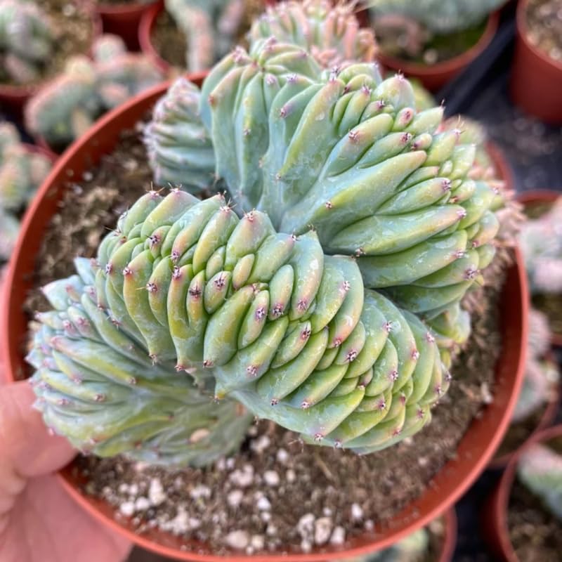 Blue Cactus Live Plant in 4" Pot, Rare Cactus Succulent for Home Décor, Indoor Outdoor Growing