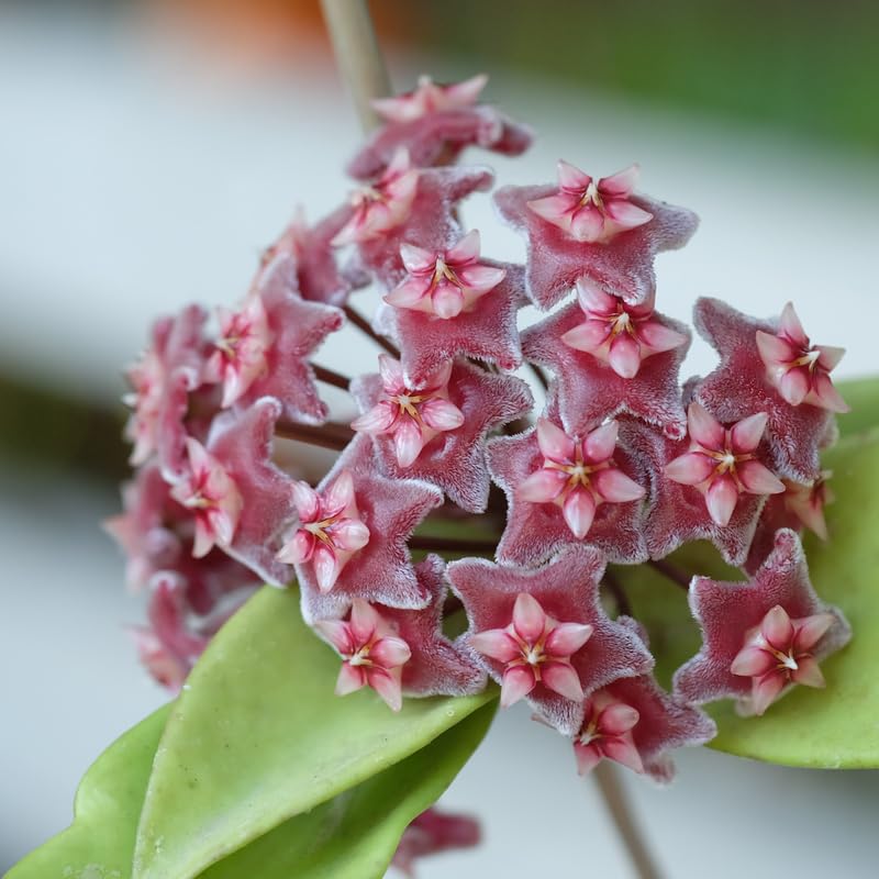 Hoya Pubicalyx Live Plant, Hoya Plants, Plant Tropical Vine 4-6 Inch for Houseplant