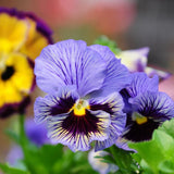 Pansy Plant Live in 4 Inch Pot, Random Pansy Live Plant, Vibrant Flower Plant for Outdoor Indoor Garden, 4-5'' Tall, Ready to Grow