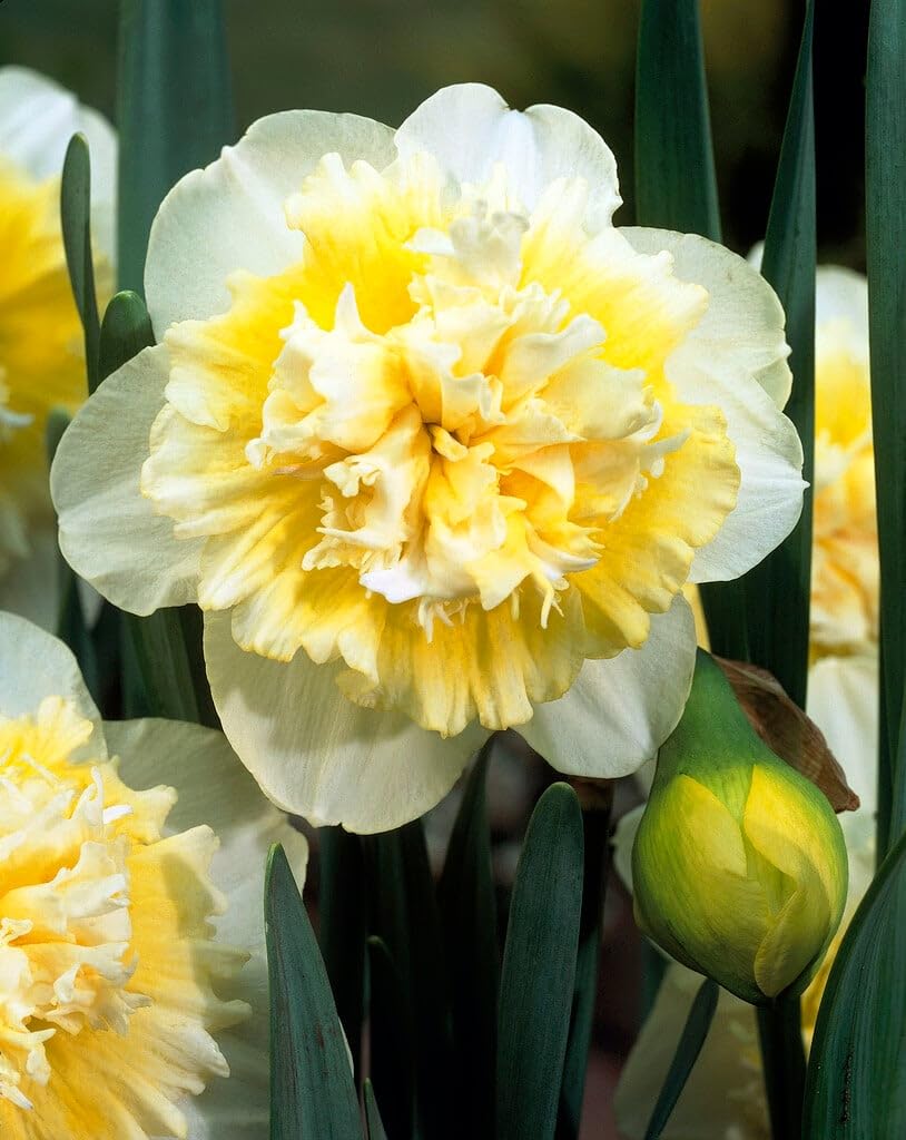 Set 30 Daffodil Bulls for Planting, Top Size Narcissus Flower Bulbs, Perennial Spring Flowers, Cold Hardy, Ideal for Gardens, Pots and Landscaping (Double White)