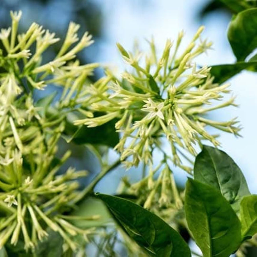 Live Jasmine Plant, White Jasmine Flower, Fragrant Climbing Vine, 4-7 Inches Tall, Ready for Planting (Night Jasmine)