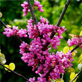 Dormant Redbud Plant Live Trees Outside, 2-3 Ft Redbud Trees Live Plants, Early Spring Blooms, Purple Flowers Bloom, Red Bud Tree for Planting