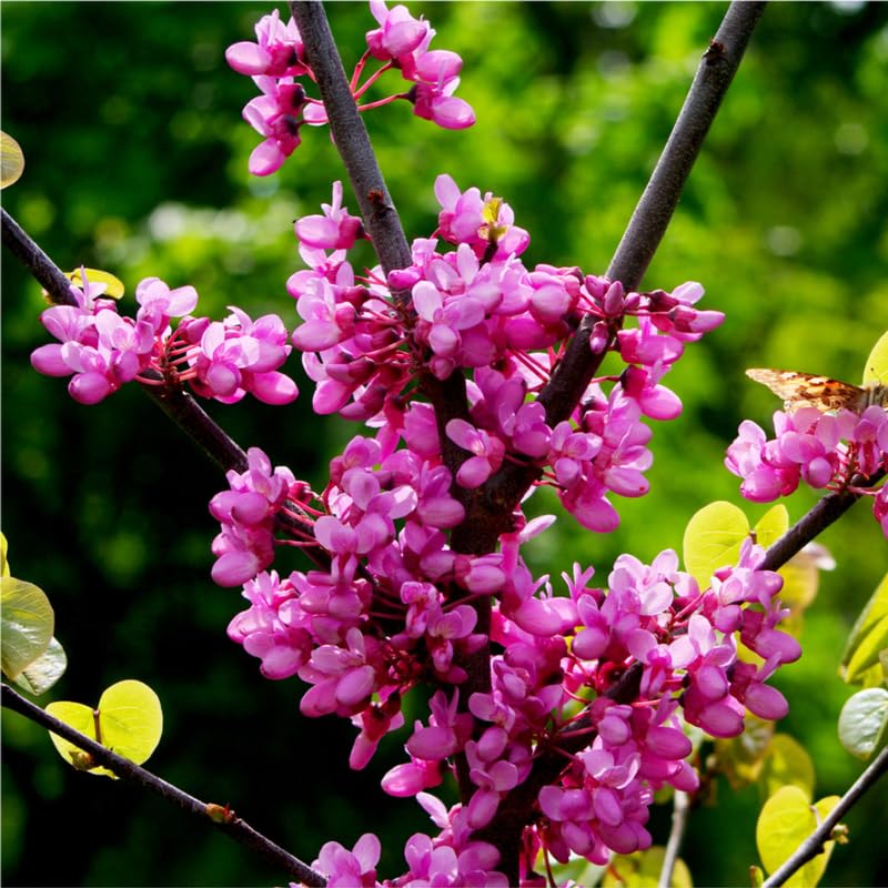 Dormant Redbud Plant Live Trees Outside, 2-3 Ft Redbud Trees Live Plants, Early Spring Blooms, Purple Flowers Bloom, Red Bud Tree for Planting