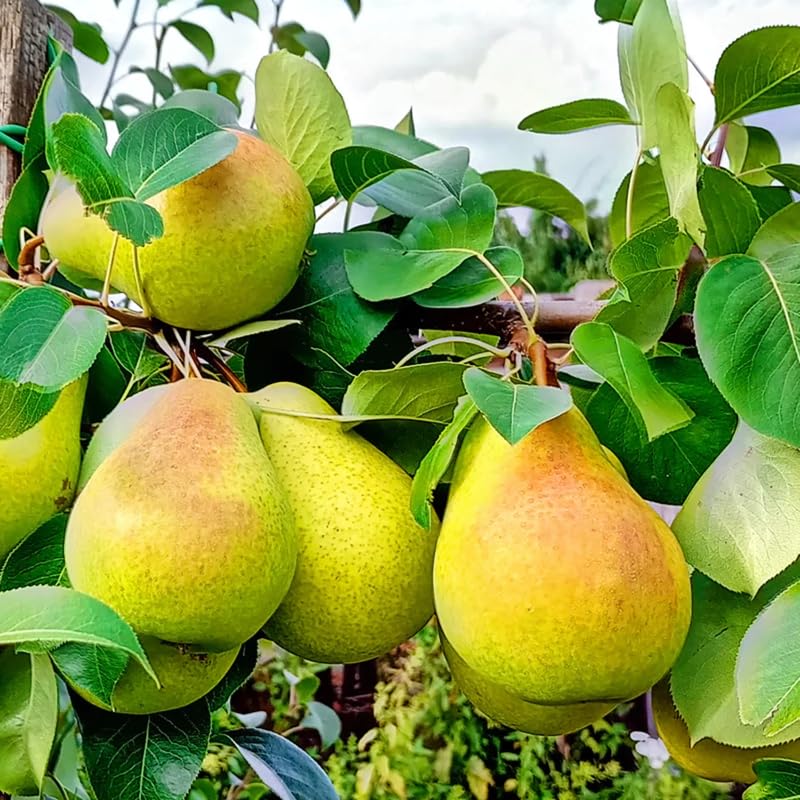Pear Tree Live Plant 2-3 Feet Tall, Bareroot, Pear Fruit Tree Plant Live, Pear Plant Live for Planting, Live Pear Tree Ready to Grow