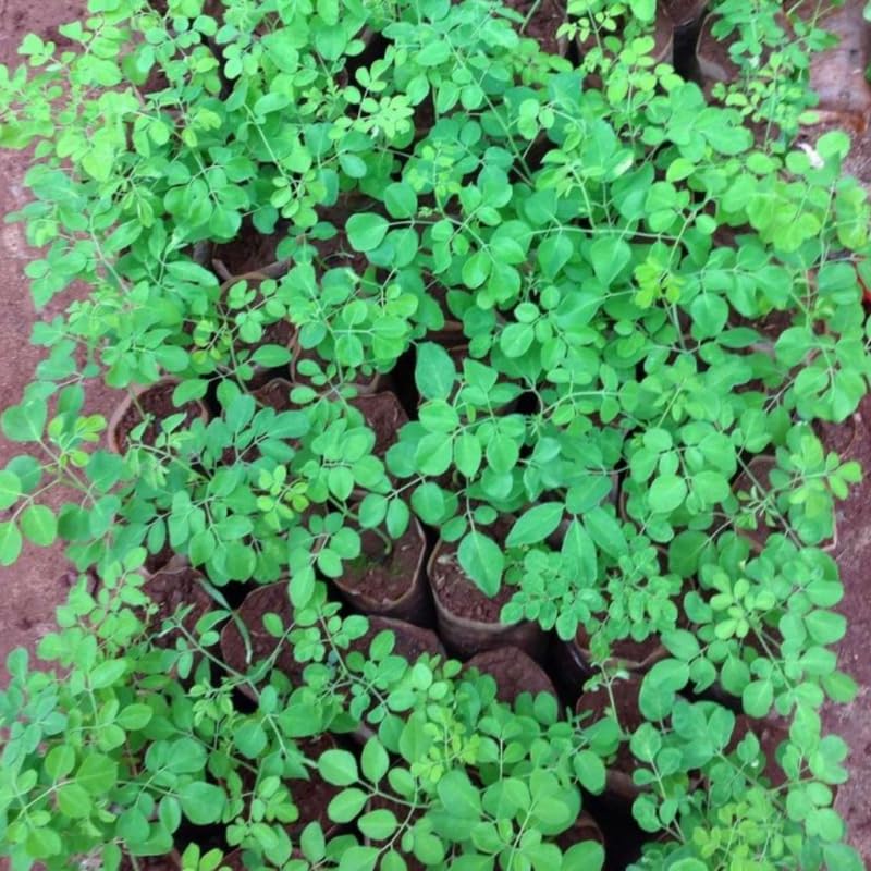 1 Dwarf Moringa Oleifera Plant Live in 4" Pot, Malunggay Drumstick Horseradish Tree Plant Live 6-12" Tall, No CA