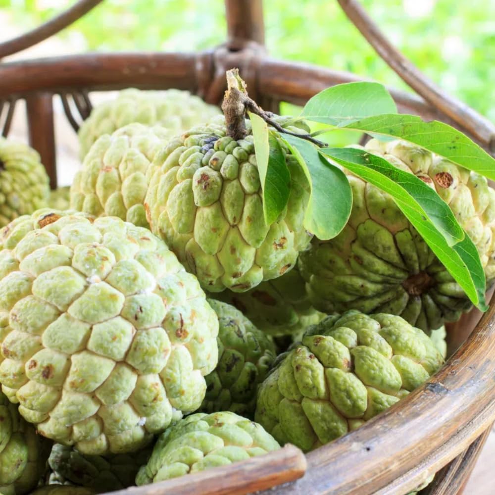 6 Months Old Sugar Apple Plant Live, 6-8" in Tall Potted, Sweet Annona Squamosa Tropical Fruit Tree for Indoor or Outdoor Growing, Zones 9-11