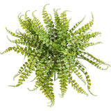 5 Maidenhair Fern Rhizomes Live Plants for Planting, Ferns Live Plants Outdoors Indoors Full Shade, Bare Roots, Fast-Growing