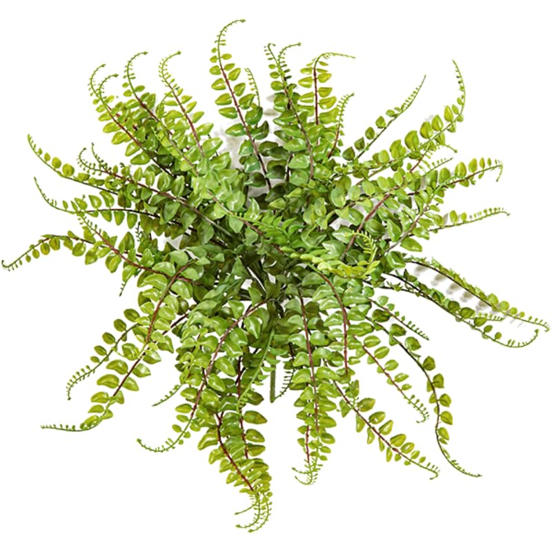 5 Maidenhair Fern Rhizomes Live Plants for Planting, Ferns Live Plants Outdoors Indoors Full Shade, Bare Roots, Fast-Growing