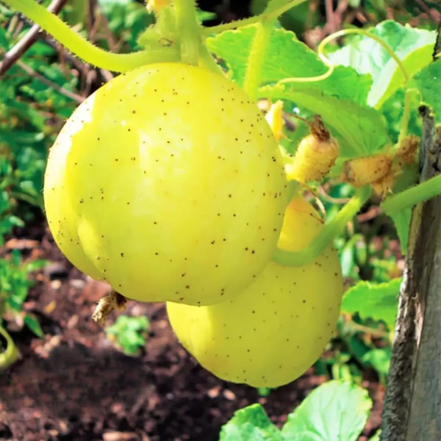 Lemon Cucumber Plants Live, 6-8 Inches Tall in 4 Inch Pot, 2 Plants Per Pot, Vegetable Plants for Garden or Containers