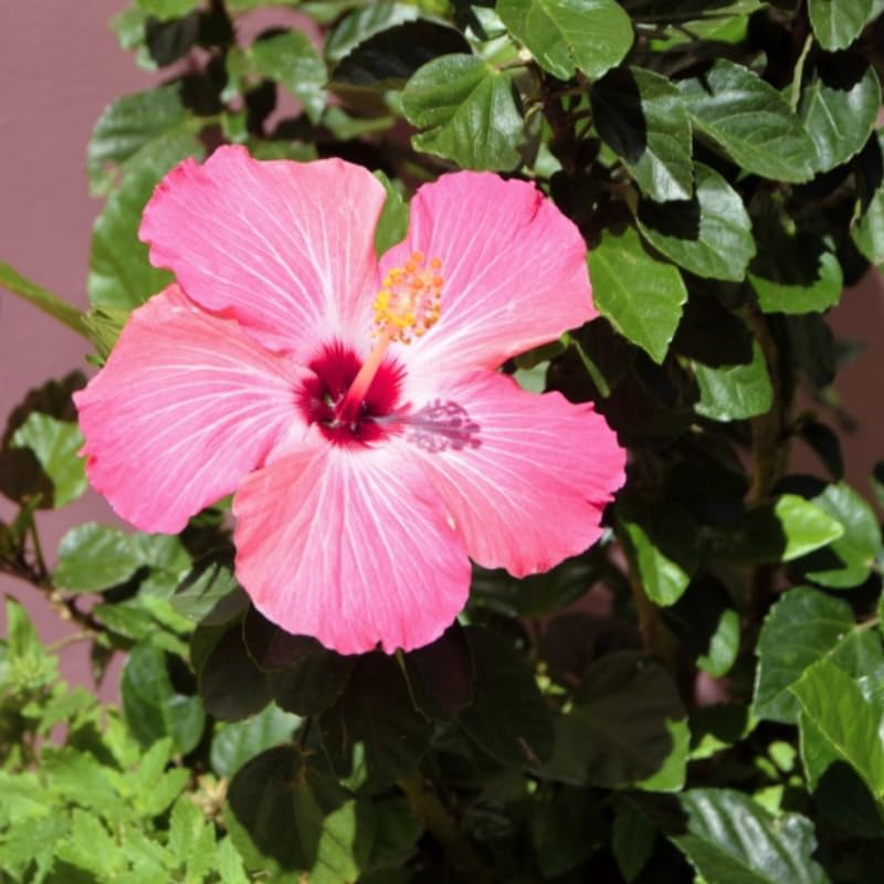 Pink Hibiscus Plant Live, Hardy Hibiscus Flowers Colorful Blooms for Outdoor Landscapes, 8-10 Inch Height, Hibiscus Shrubs, No Pot, Well-Rooted