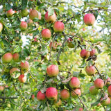 2-3 Ft Apple Tree Live Plant, Apple Fruit Plant Bare Root for Backyard Orchard Home Garden, Sweet Fruit