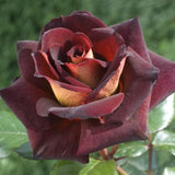Rare Rose Bush Live Plant - Rose Plant Live to Grow - Bareroot 5-10 Inch Tall - Fragrant Rose Flowers Shrub - No Pot (Dark Night Rose)