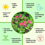 Oxalis Plant Live, Shamrock Spring Flower, 4 Inc Pot, Ornamental Oxalis Plant Live for Indoor Outdoor Garden, 4-8'' Tall (Dark Pink)