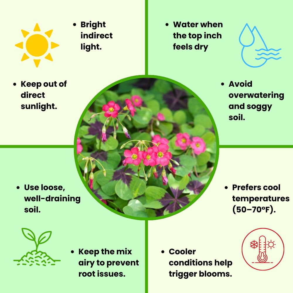 Oxalis Plant Live, Shamrock Spring Flower, 4 Inc Pot, Ornamental Oxalis Plant Live for Indoor Outdoor Garden, 4-8'' Tall (Dark Pink)