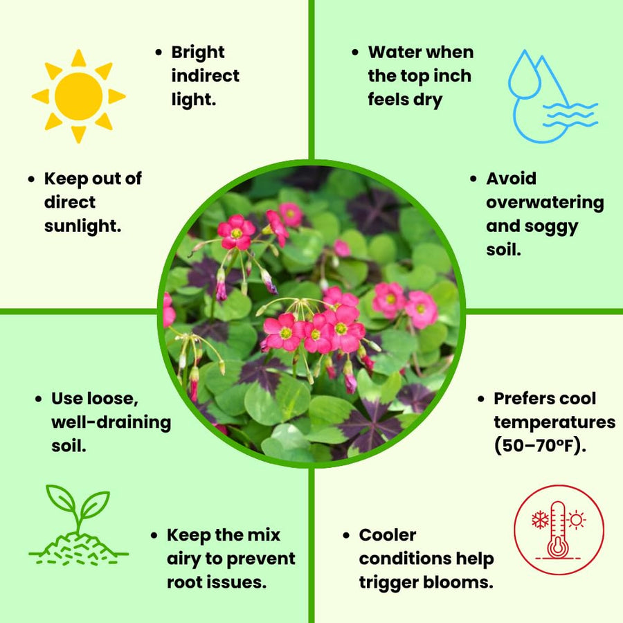 Oxalis Plant Live, Shamrock Spring Flower, 4 Inc Pot, Ornamental Oxalis Plant Live for Indoor Outdoor Garden, 4-8'' Tall (Dark Pink)