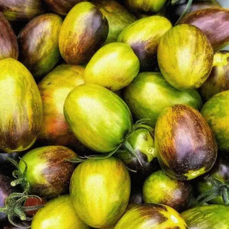 25 Grape Tomato Seeds, Vibrant Tomato Plant Seeds for Planting Outdoor Garrden