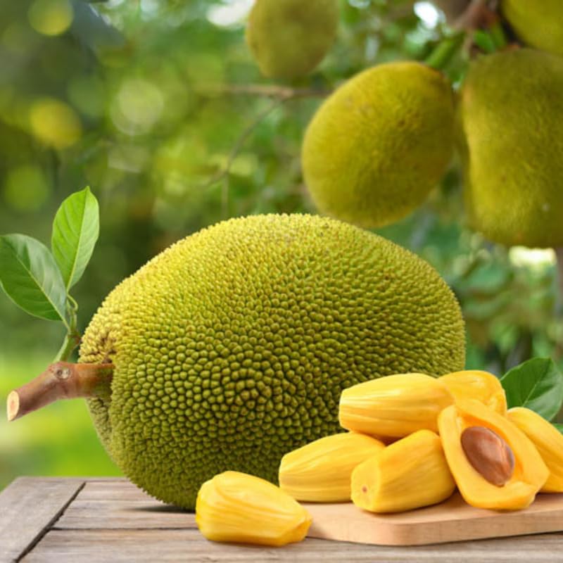 Jackfruit Plant Live, 6-8 Inch Tall Tropical Fruit Tree Seedling in 4" Pot, Fast Growing Jackfruit Tree for Outdoor Planting