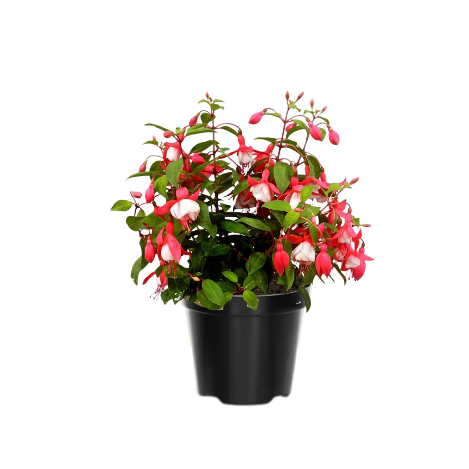 Set 4 Live Fuchsia Plants, 4 to 6 Inc in Height, Red White Fuchsia Live Plants, Fragrant Flower Plants